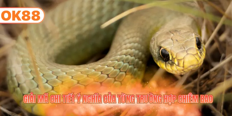 Giải mã chi tiết ý nghĩa của từng trường hợp chiêm bao