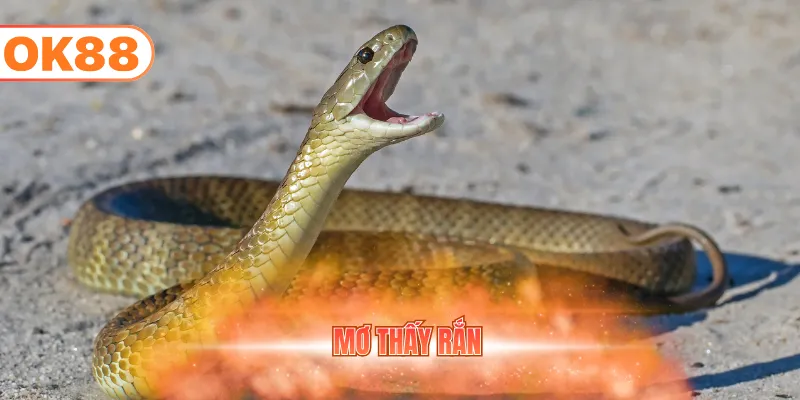 mơ thấy rắn