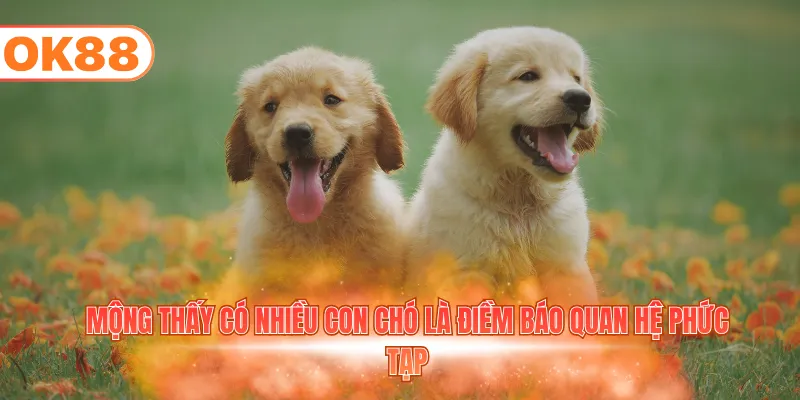 Mộng thấy có nhiều con chó là điềm báo quan hệ phức tạp