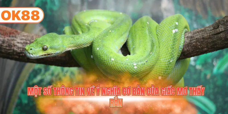 Một số thông tin về ý nghĩa cơ bản của giấc mơ thấy rắn